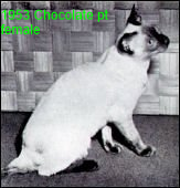 1953-chocolatePt.png