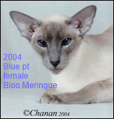 2004-GCBlooMeringue.png