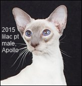 2015-GCRW-Tan-Tart-Apollo.png