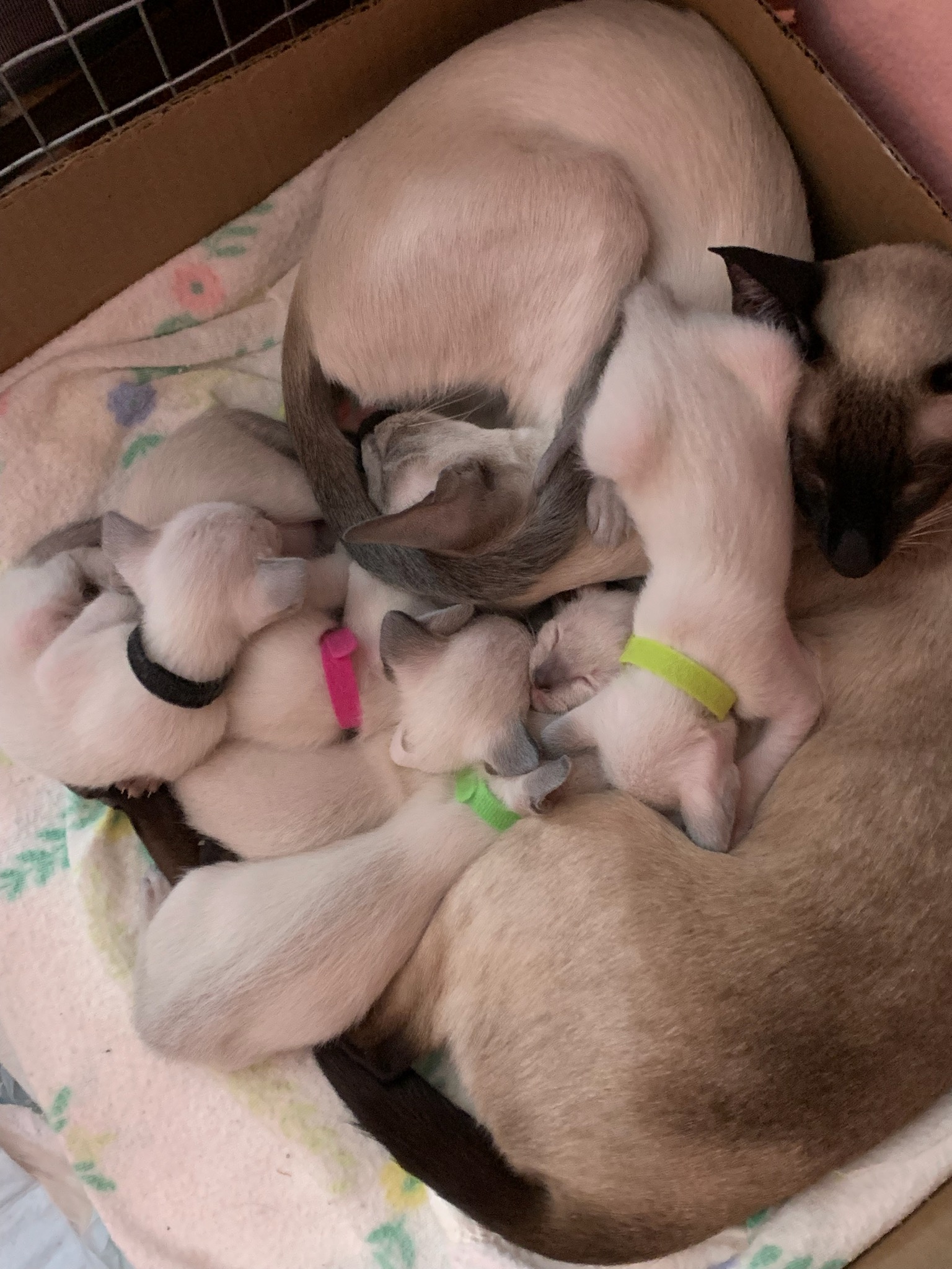 20251215-Litter3.jpg