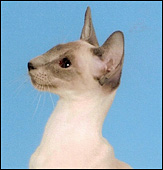 KaleiopeTryphena.jpg