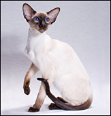 KwazyBabaGanoush.jpg