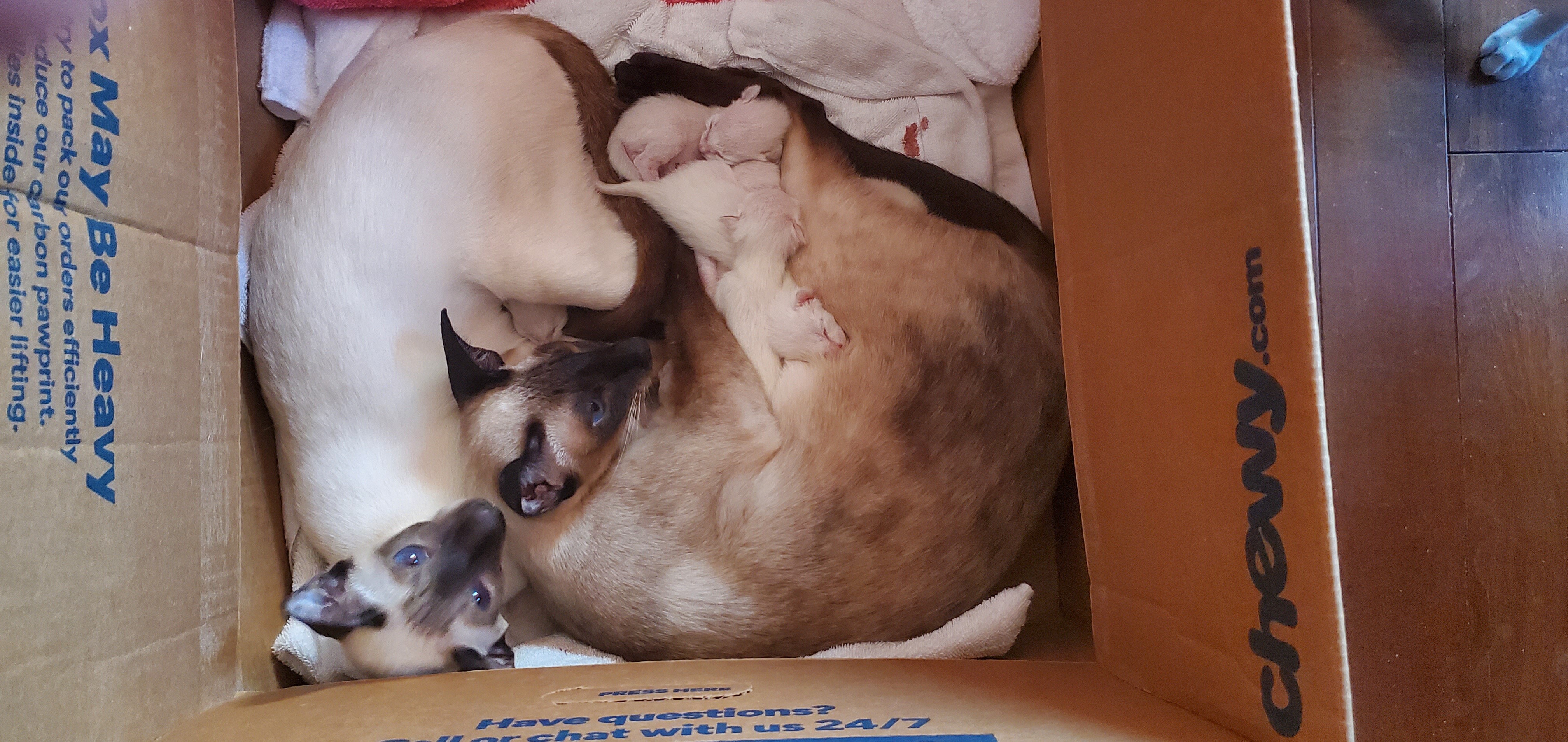 Litter2-Daci-Day3.jpg