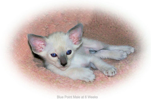 BluePoin MaleSixWeeks