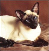 cannoncatsabelardofgeishagoll