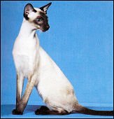 galarisrenaissanceofpurteecats