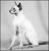 lilliputtanqueray