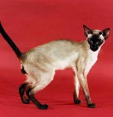 perelandrasscorpioofbelcanto