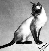 san-lischaofaofcannoncats