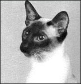wa-lashannon