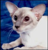 chimcheereelancelotofmvable