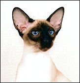 jim-an-didwattedwabbitofmichou