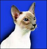 klinekatzfijiofblueisles