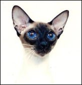 pattamssophie