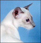 sawasdeegremlinofchimcheeree