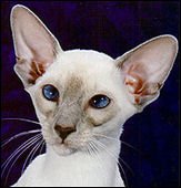 thaifongizarra