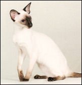 thaifongserabandeofpurrmatix