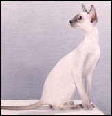 thaifongspiritsong