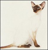 tuo-eecharonofrogershts