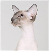 acatamiawardblingiton