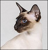 acatamiawardcrolinsazalea