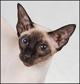 acatamiawardcrolinscamellia
