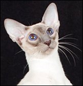 alexyalphaceti