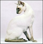 areestacatsadonis