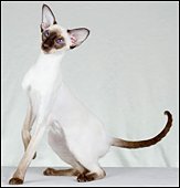 ayuthayaamorettaofthaifong