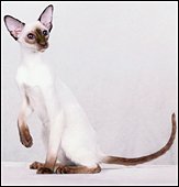 ayuthayaamorosoofthaifong