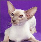 blueislespuertorico