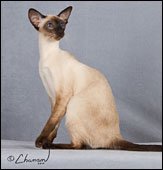 cha-o-pyamalkaofzanbaia