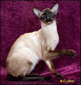 chatawhileshocuspocus