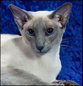 chermakicerulean