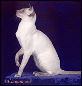 chermakisadonis