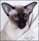 chocoladooscarofsa-shai