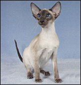 felitanindigo