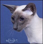geishagolltalia
