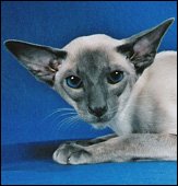 marmesecobalt
