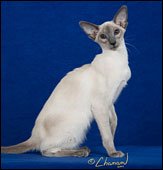 mezetiquebluediamonds