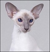 mezetiquepetitjolienikara
