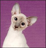 mvablemithrilofdizzypaws