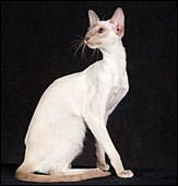 mvabletakiraofmezetique