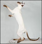 nepetatomodachi