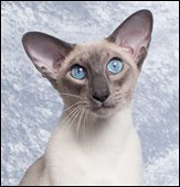 pattambluechip
