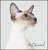 pharoahsgemsnatashaofseasweep