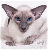sa-shaibluecrystal