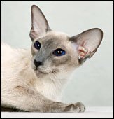 sheralenaria