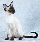 suttonmeowsfaith