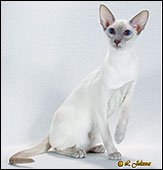 suttonmeowsharmony
